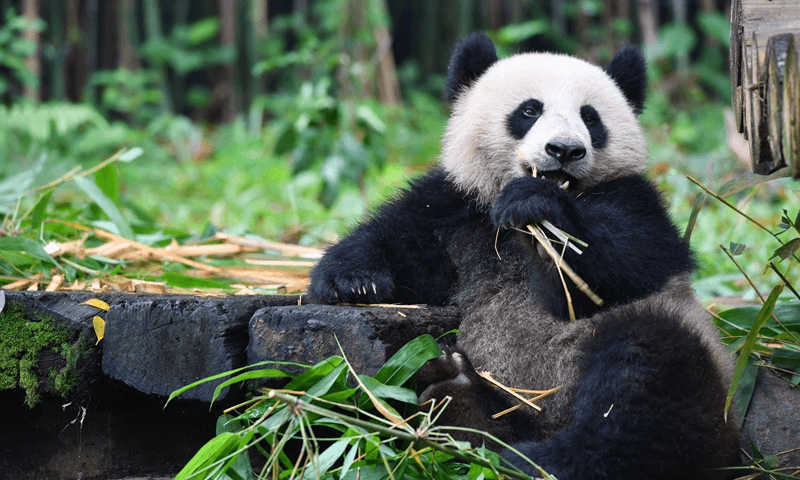 Giant Panda Eating Bamboo